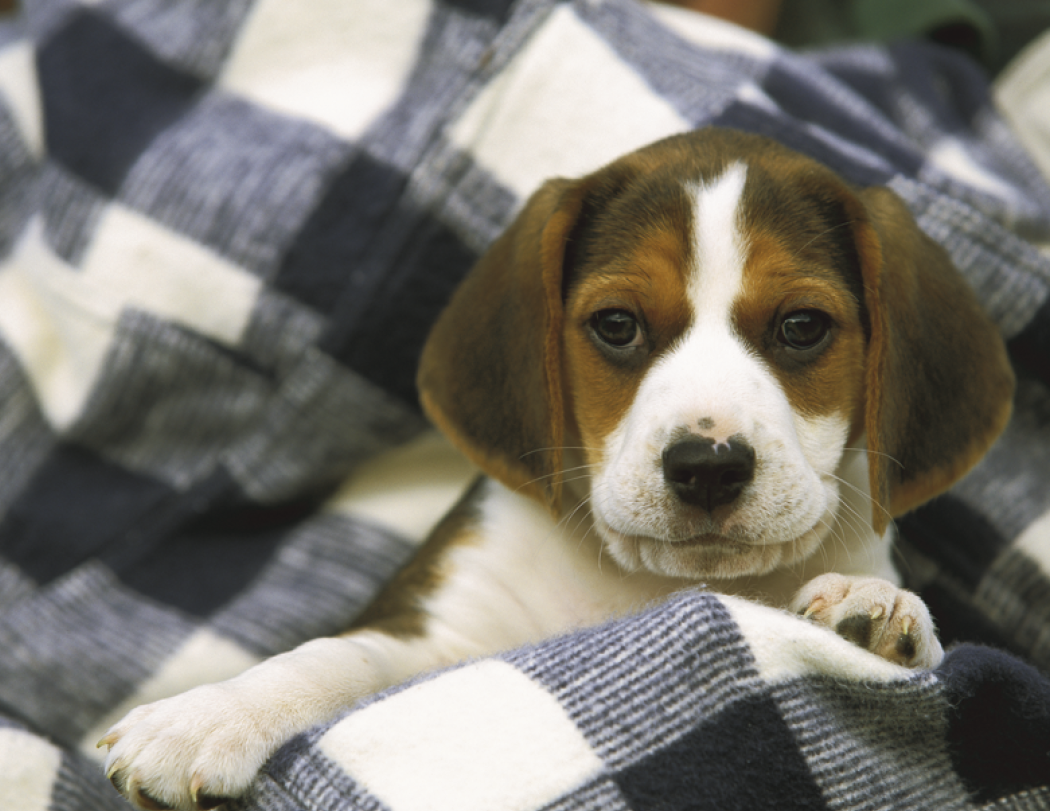 HotLine® Products Four Paws Appointment Calendar - Stapled 74