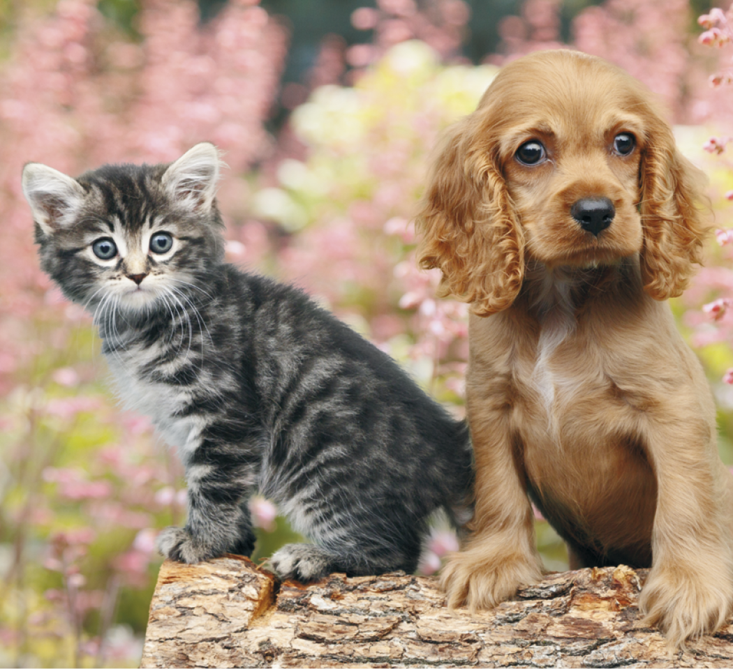 Good Value™ Puppies & Kittens - Mini Calendar 45