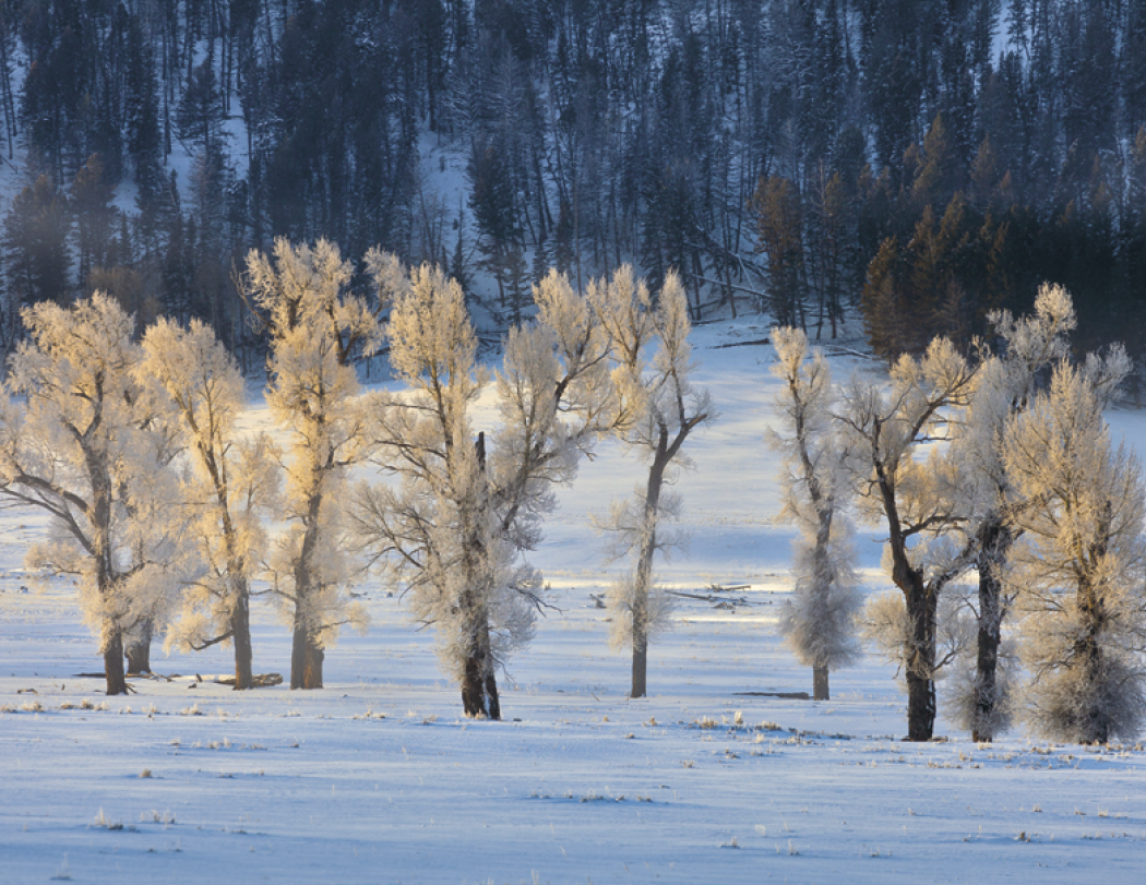 HotLine® Products Reflections (Non-Denominational) Appointment Calendar - Spiral