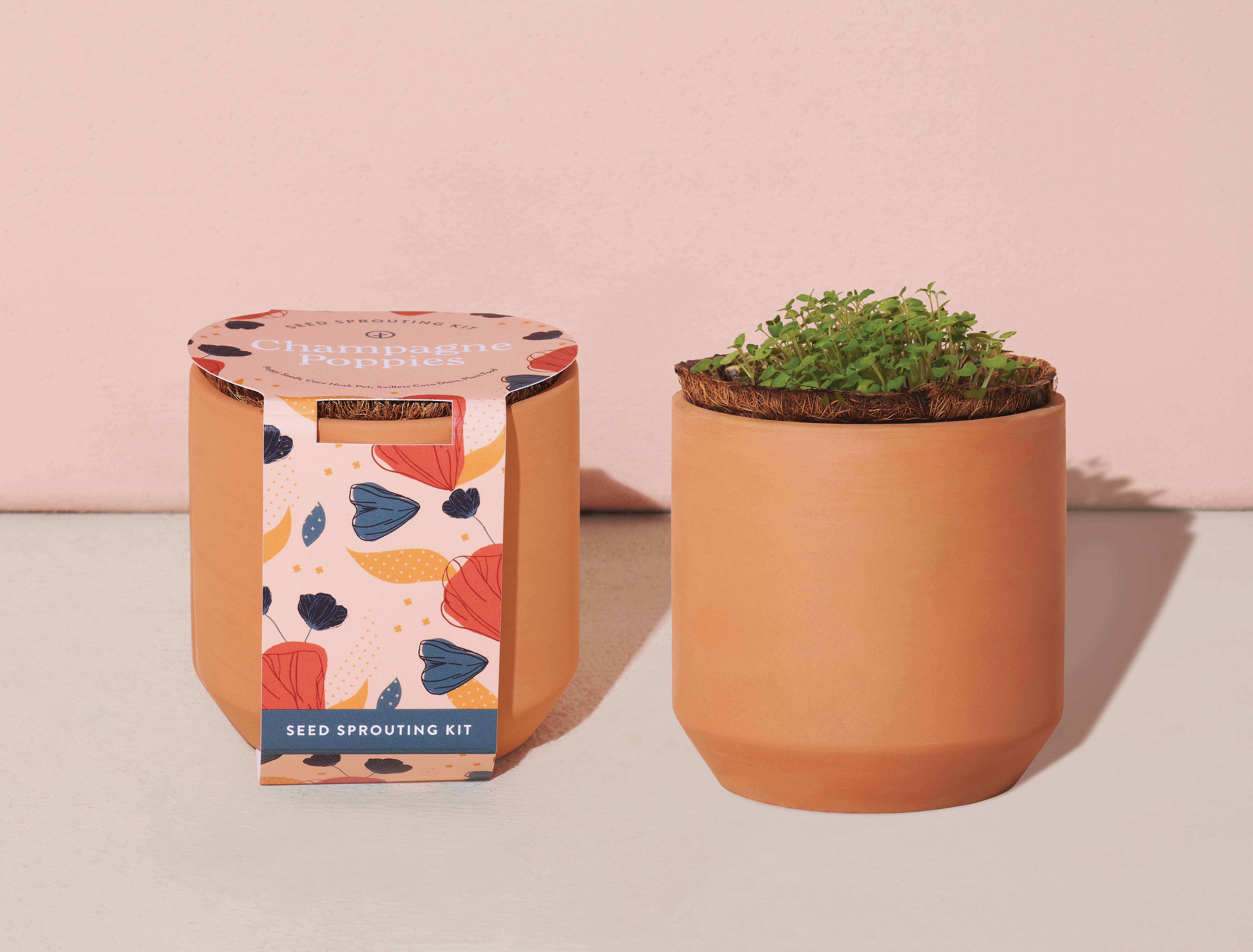 Modern Sprout® Tiny Terracotta Grow Kit Champagne Poppies 3