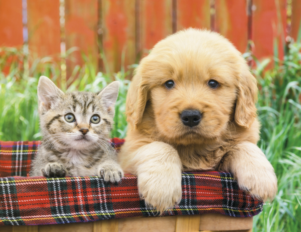 Good Value™ Puppies & Kittens - Spiral Calendar 41