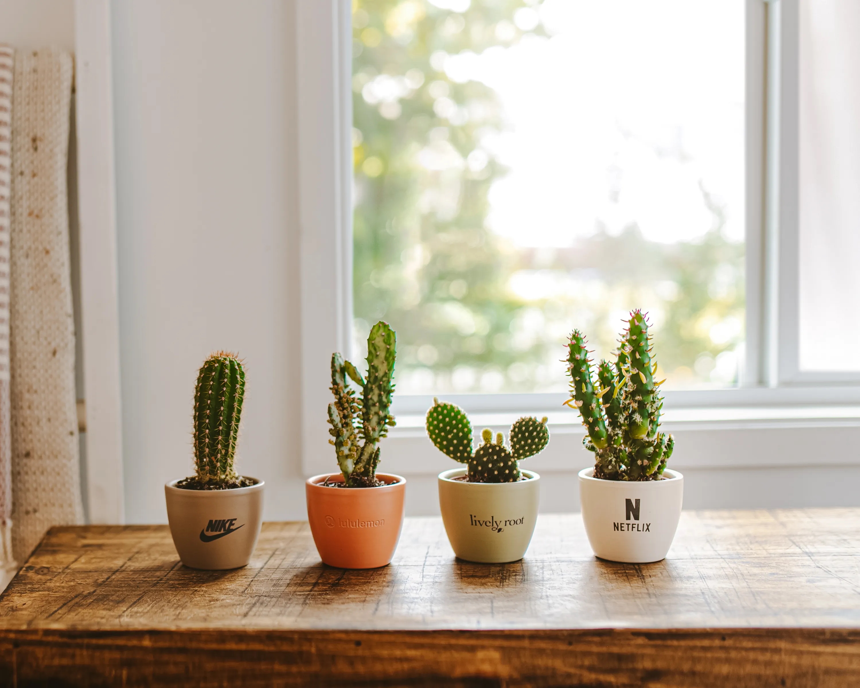 Petite Assorted Cactus Plant Kit