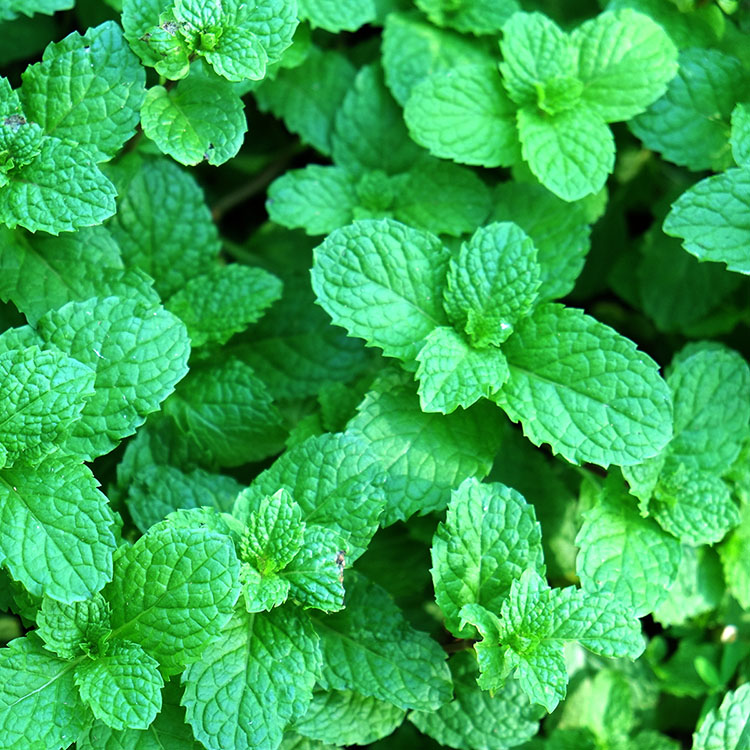 Self Watering Planter 7