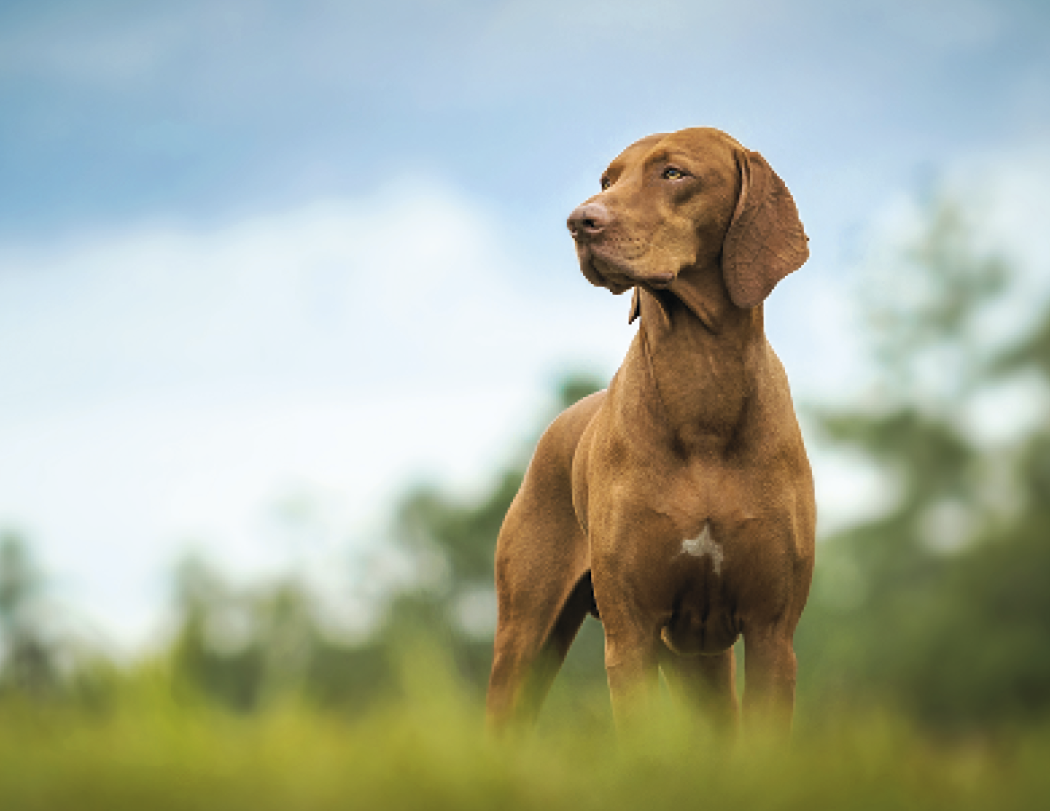 Good Value™ Sporting Dogs - Stapled Calendar 18