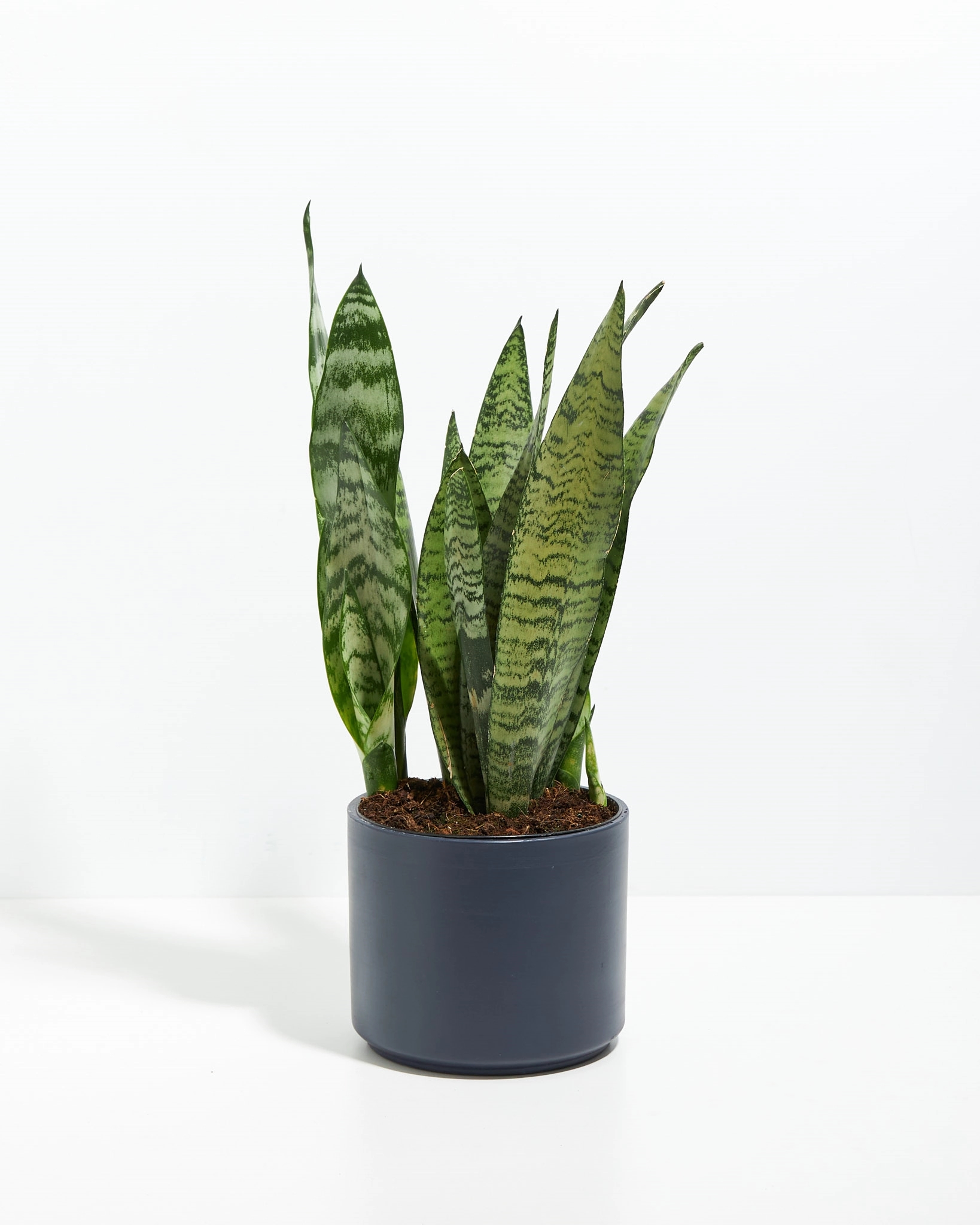 Lil' Bit Zeylanica Snake Plant