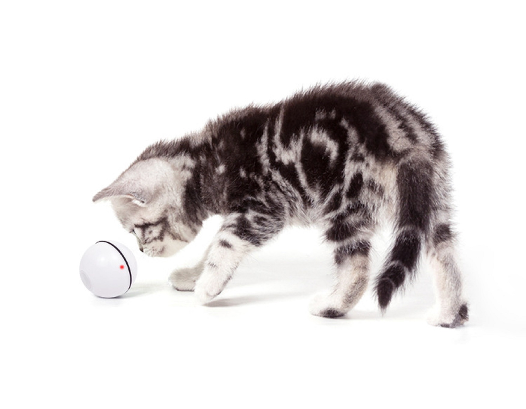 Smart Interactive Cat Toy 5