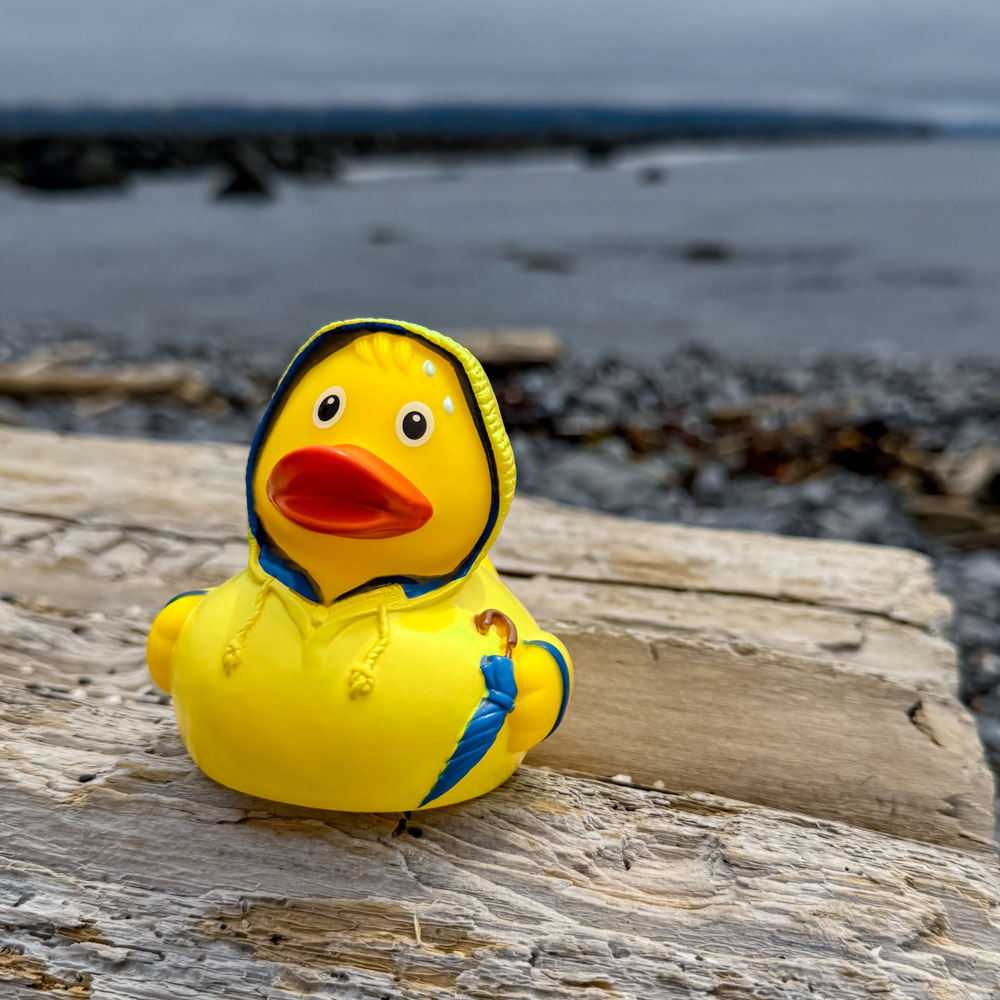 Bad Weather Duck 3