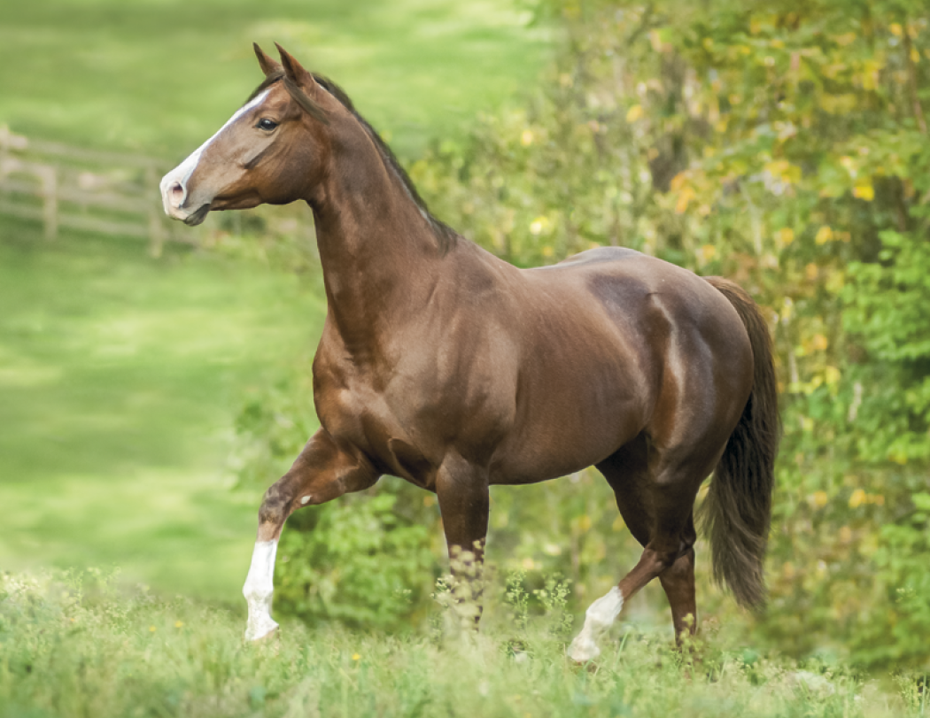 Triumph® Calendars Horses Calendar 9
