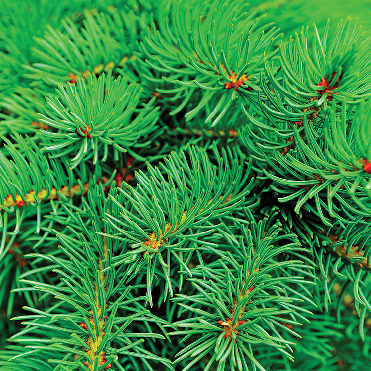 Self Watering Planter 9