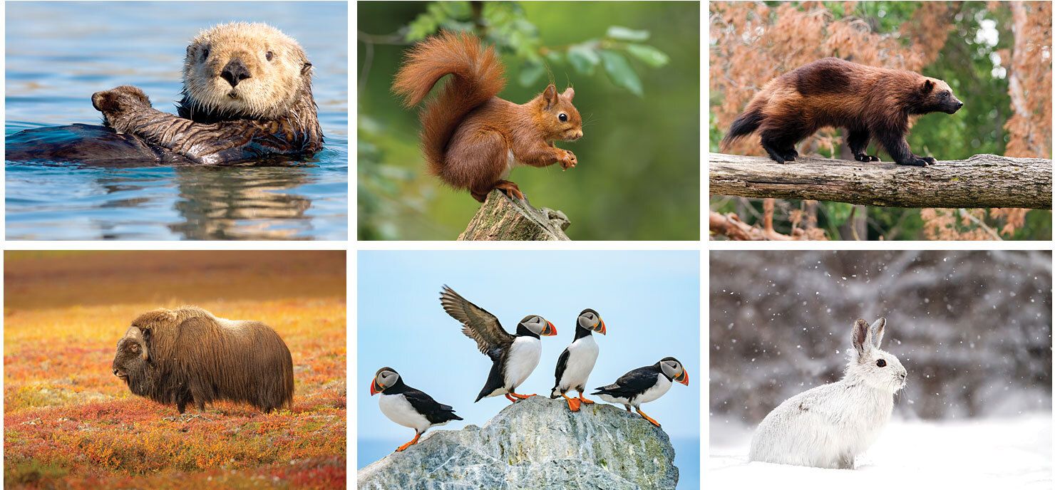 WILDLIFE DESK CALENDAR 14