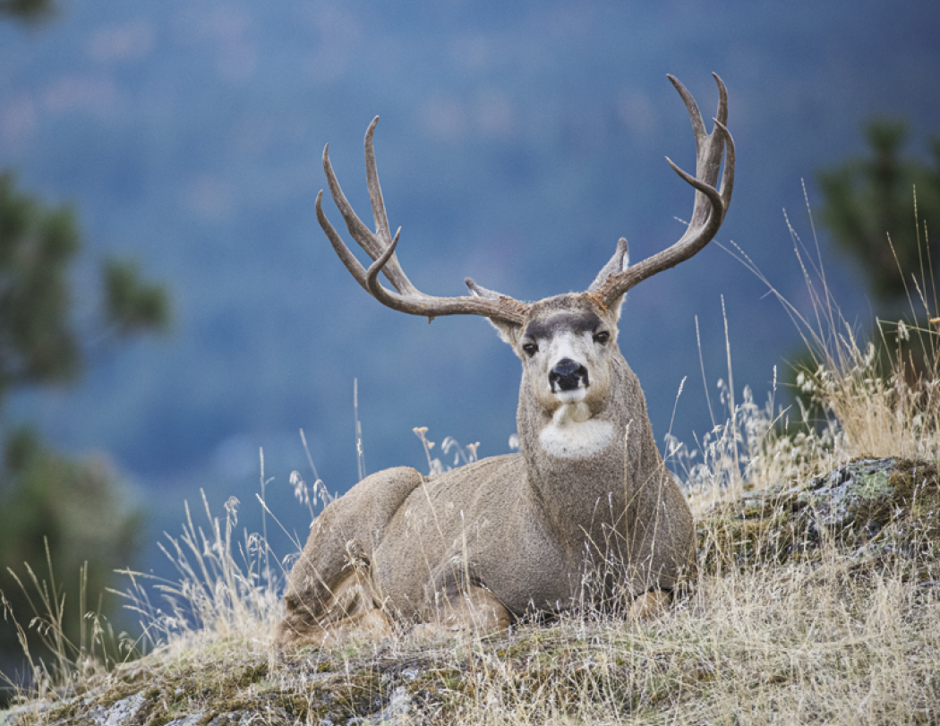Triumph® Calendars Sportsman Calendar 83