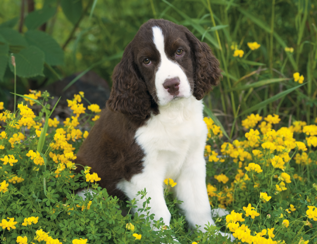 Good Value™ Puppies & Kittens - Spiral Calendar 4