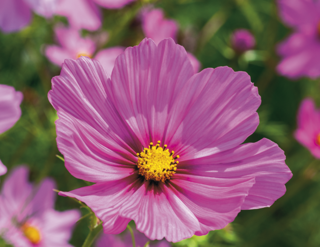 Good Value™ Flowers - Spiral Calendar 2