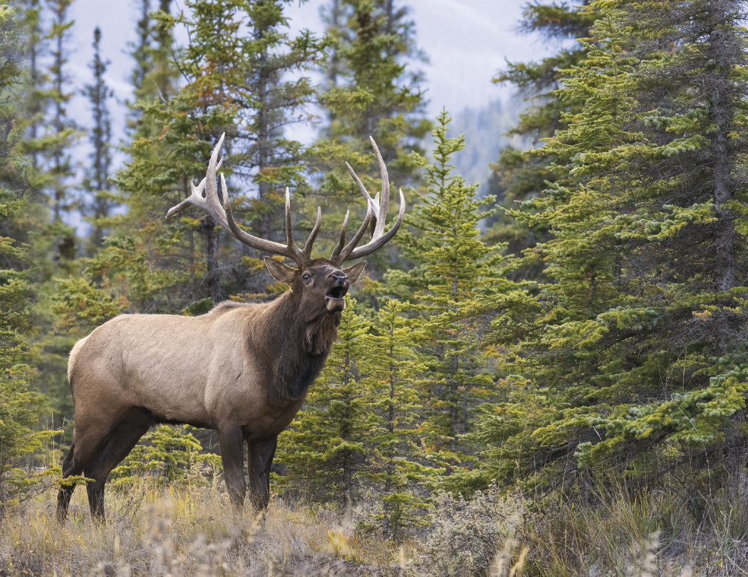 Triumph® Calendars Southcentral Sportsman Calendar 73