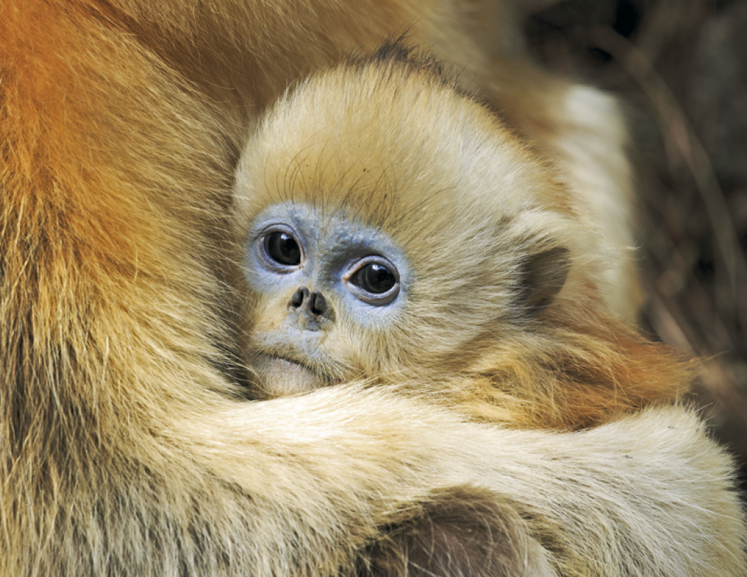 HotLine® Products Animal Babies Appointment Calendar - Stapled 49