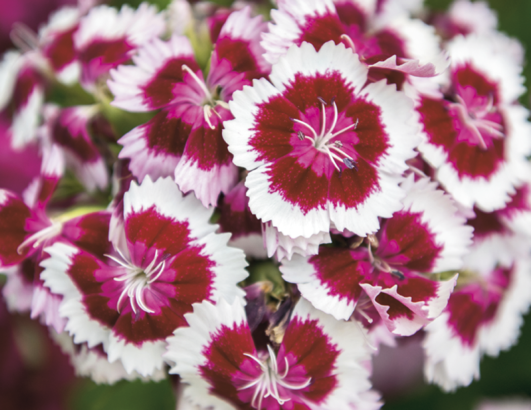 Good Value™ Flowers - Spiral Calendar 53