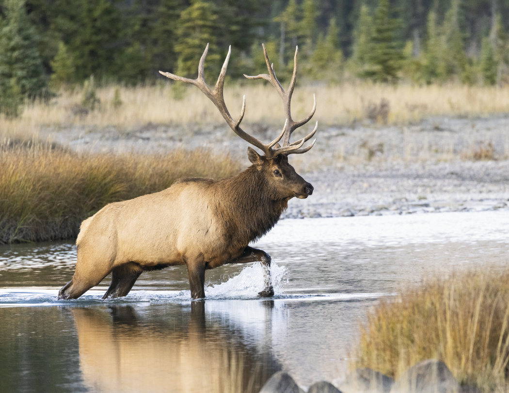 Triumph® Calendars Sportsman Calendar 48