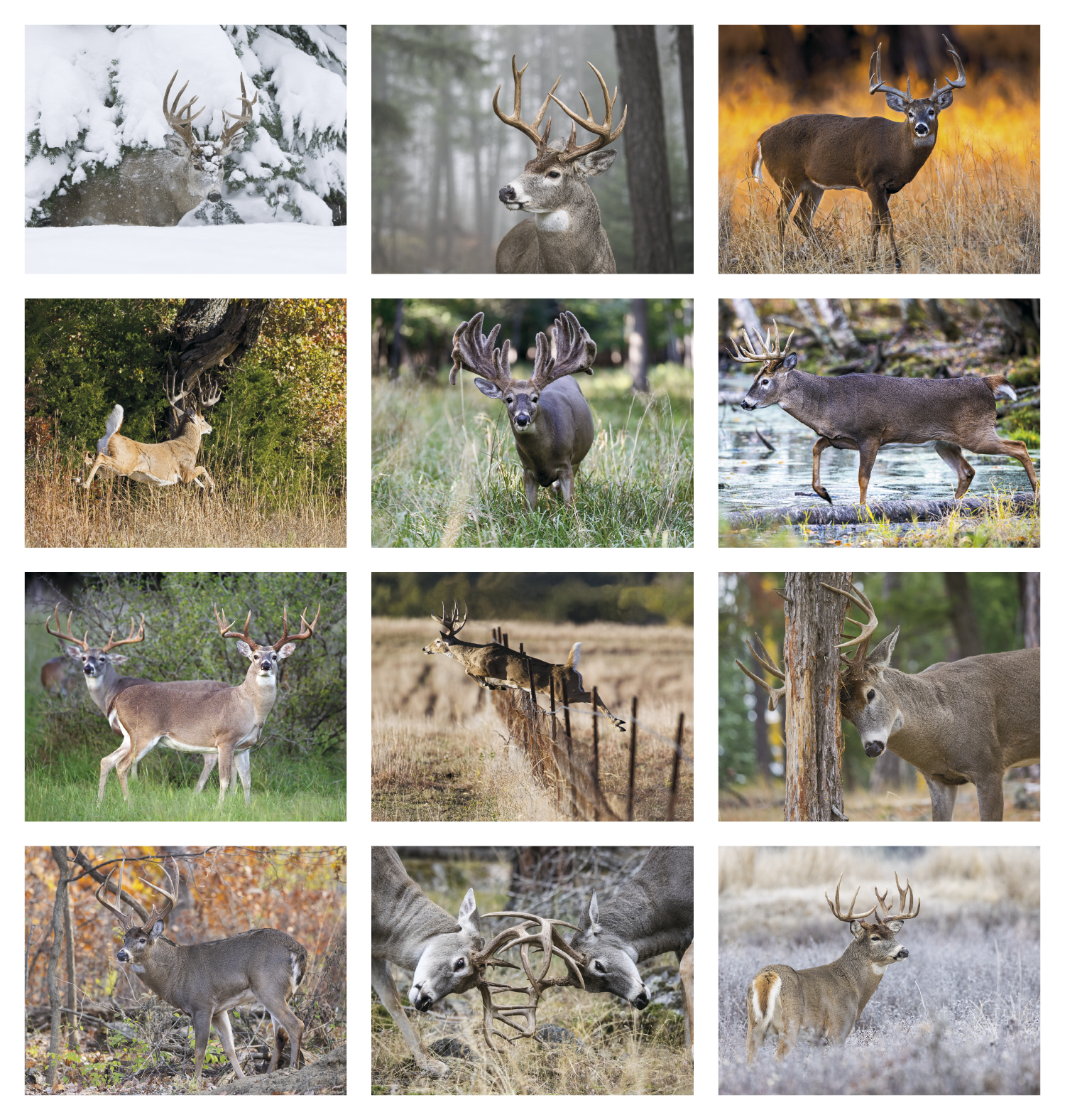 HotLine® Products Trophy Whitetail Deer Appointment Calendar - Stapled 66