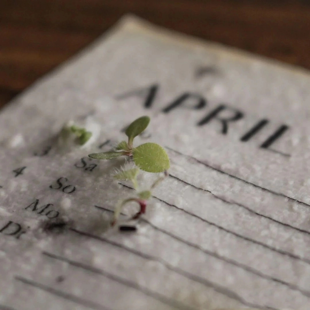 Seed Paper Name Card / Product Tag 8