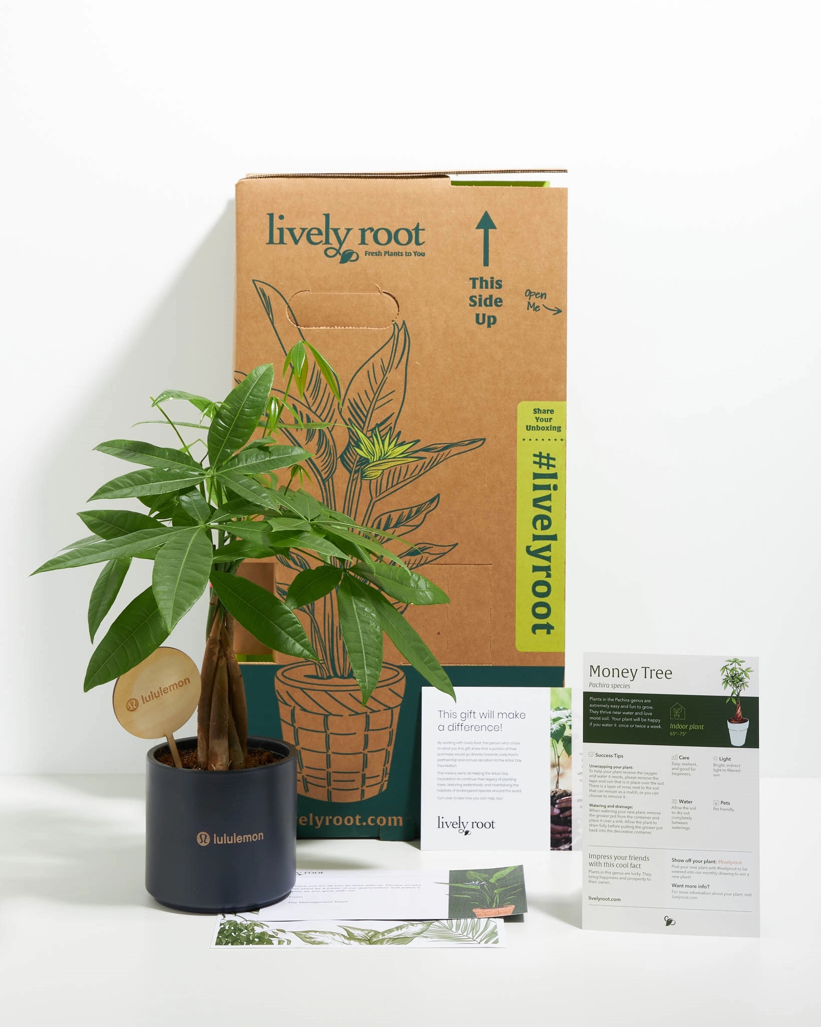 Money Tree Plant Kit