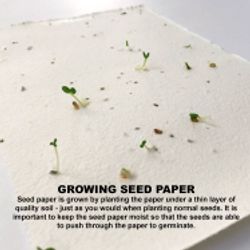 Corn Poppy Seed Sticky Note Pad 6