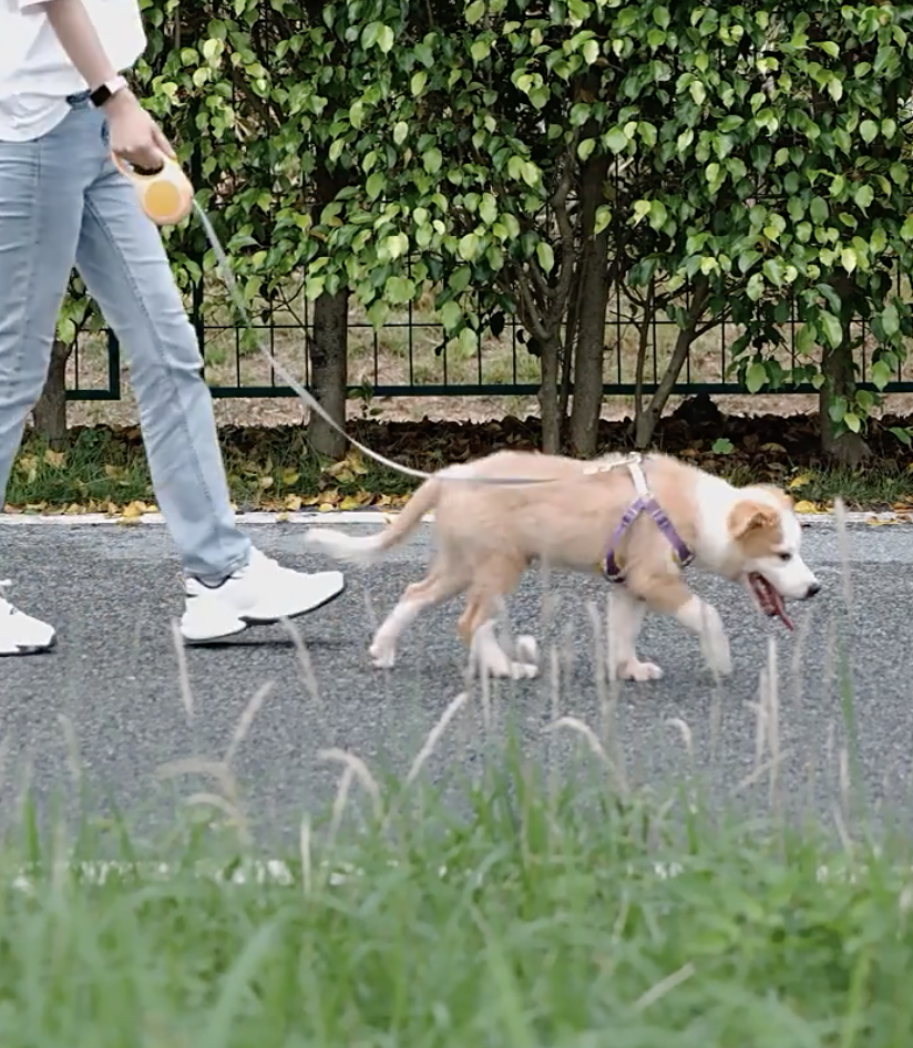 Dog Chain 9