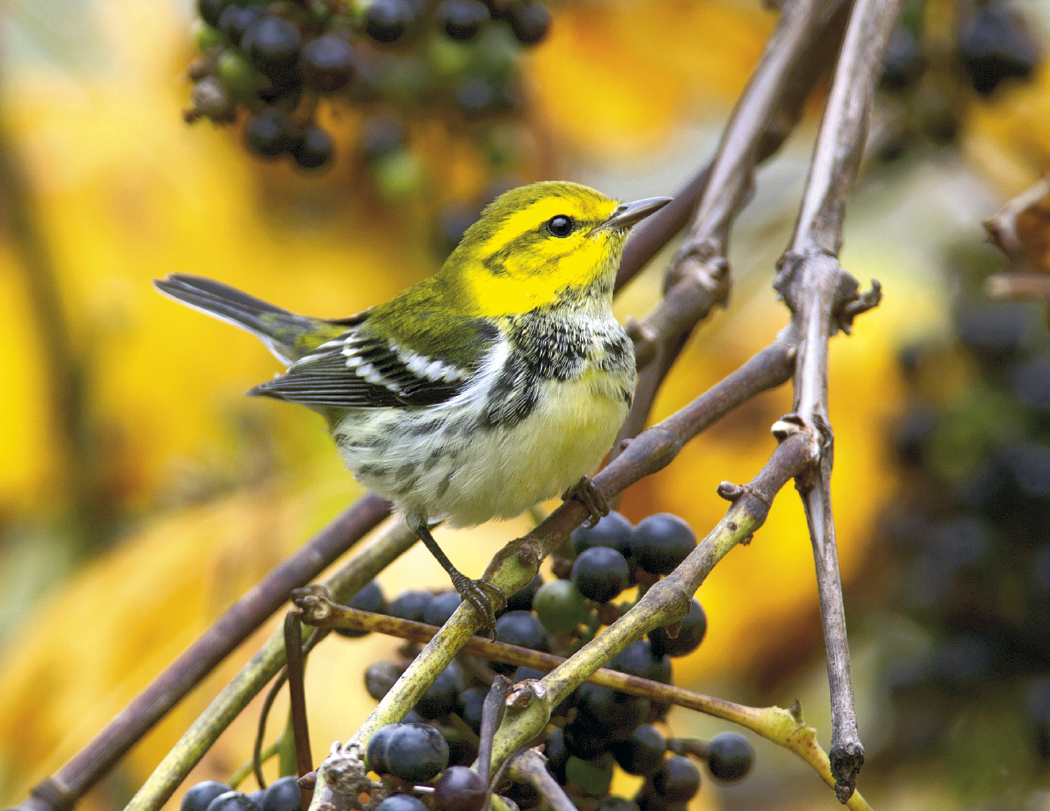 Triumph® Calendars Birds Calendar 13