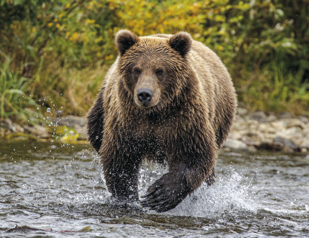 HotLine® Products Wildlife Appointment Calendar - Stapled 48