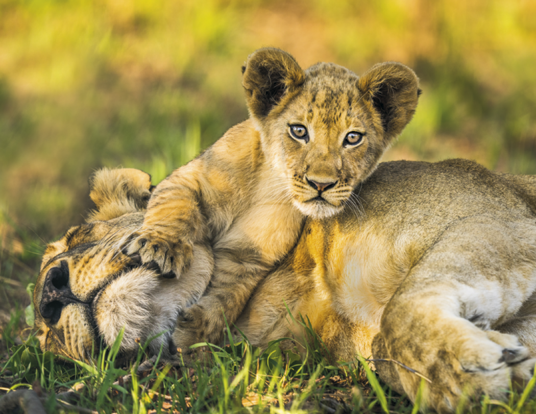 HotLine® Products Animal Babies Appointment Calendar - Stapled 33