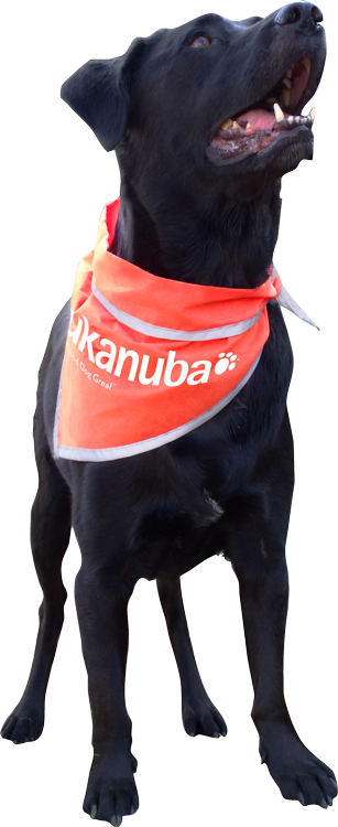 Reflective Triangle Pet Bandanna 2
