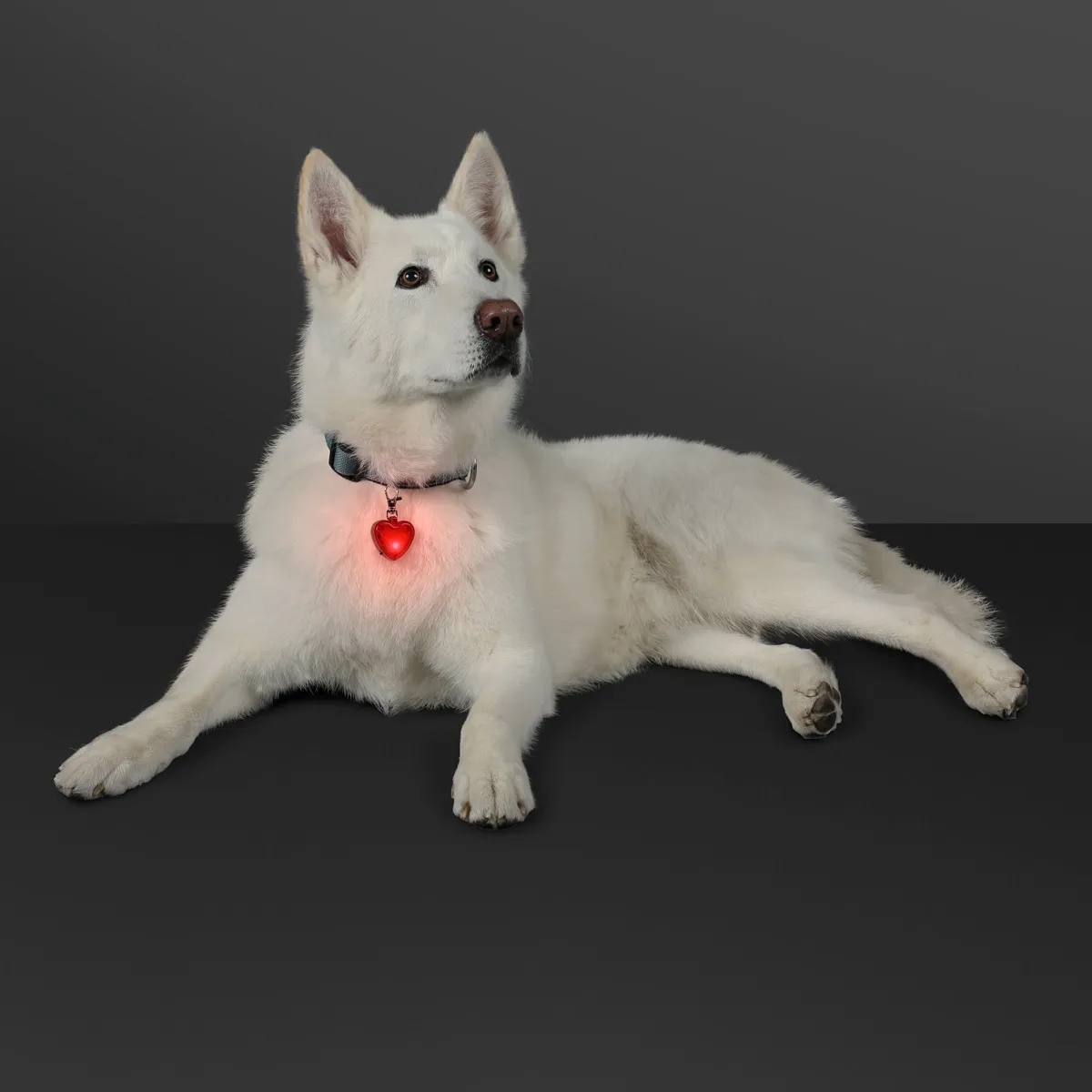 Blinking Heart Dog Light and Keychain 5