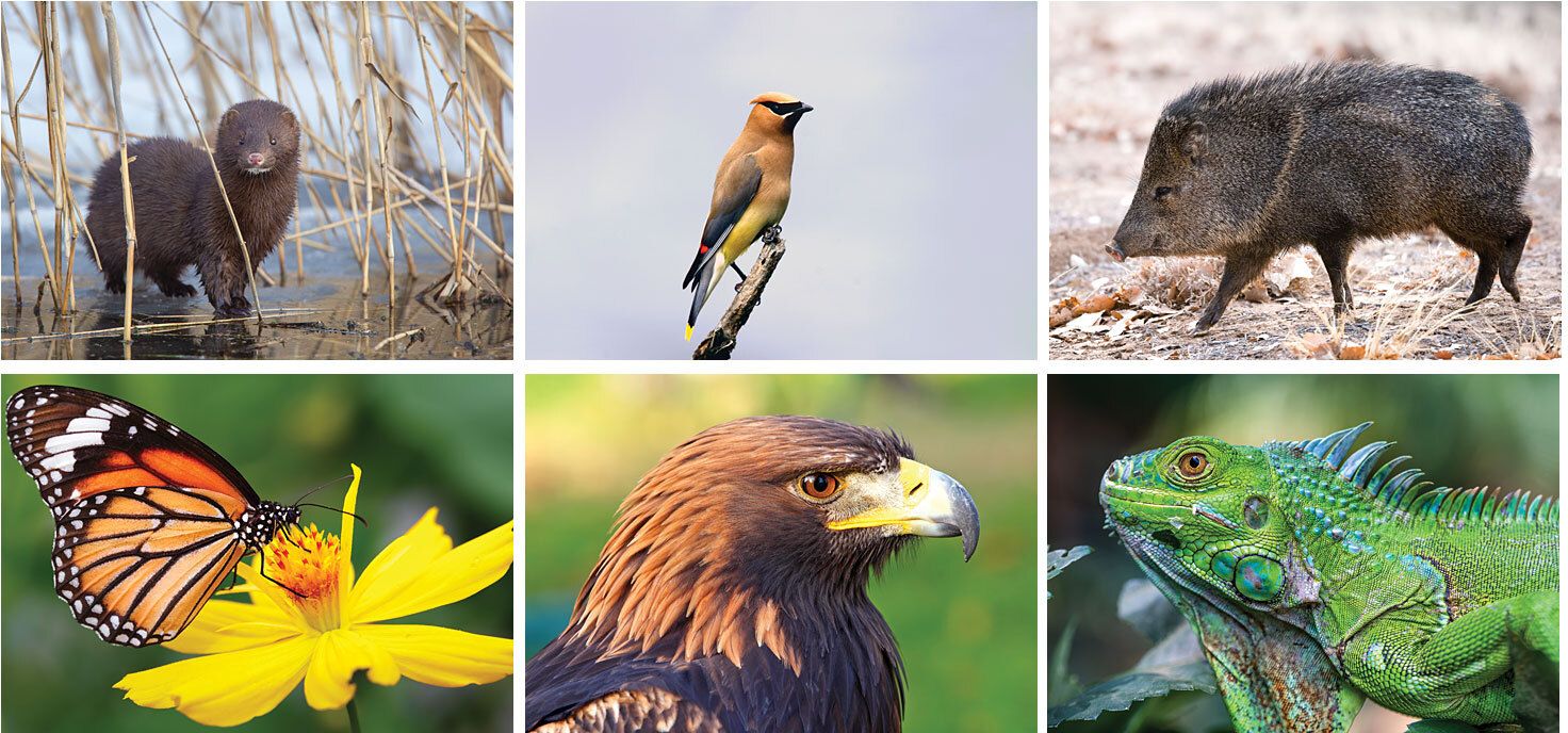 WILDLIFE DESK CALENDAR 15