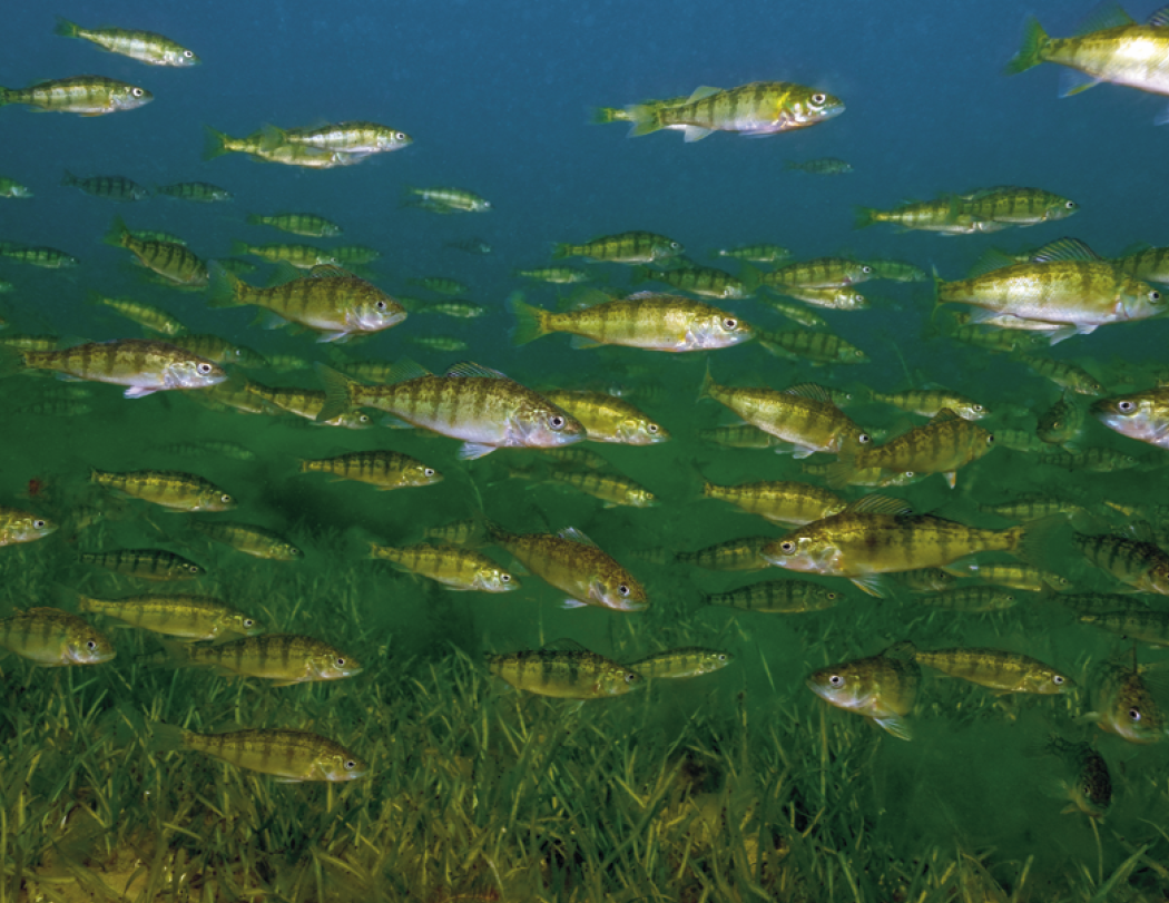 Good Value™ Fishing - Stapled Calendar 14