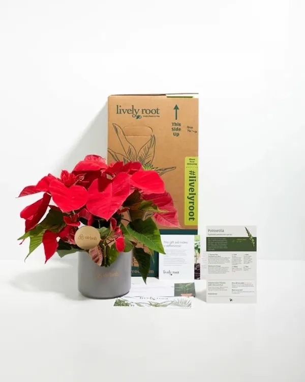 Red Poinsettia Plant Kit