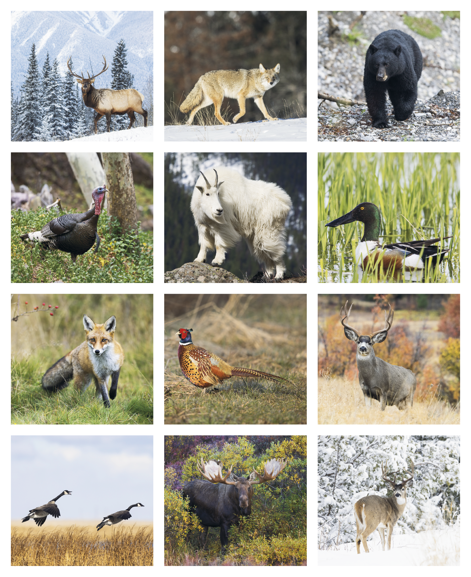 Triumph® Calendars Sportsman Calendar 2