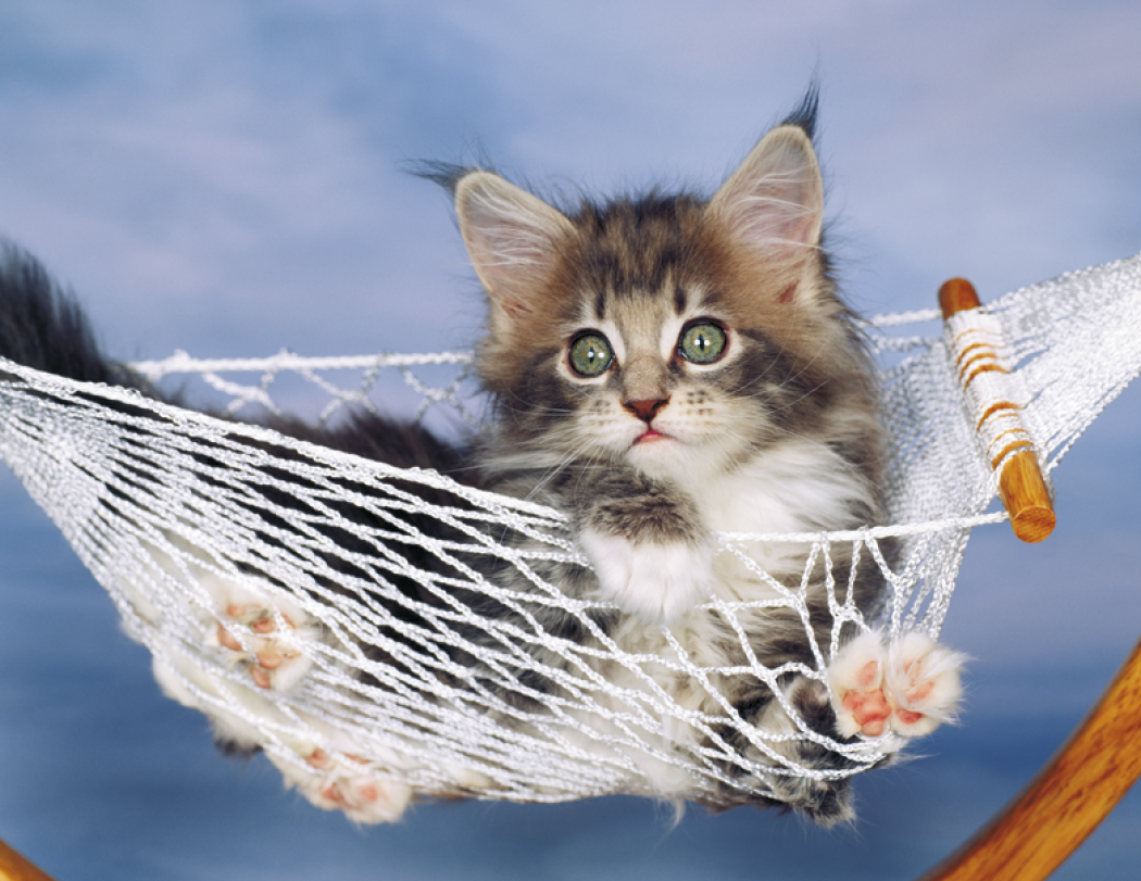 HotLine® Products Four Paws Appointment Calendar - Stapled 36