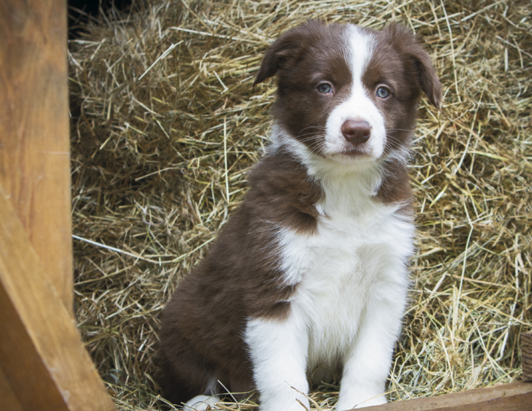 Triumph® Calendars Puppies Calendar 19