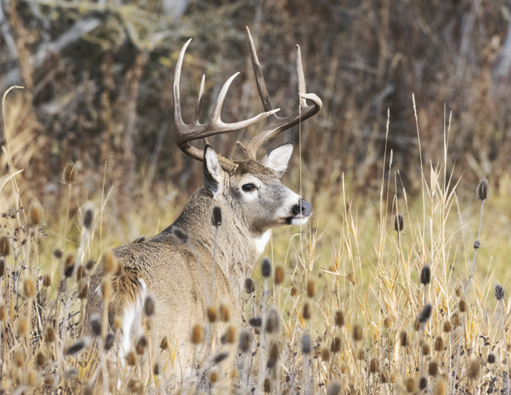 HotLine® Products Trophy Whitetail Deer Appointment Calendar - Stapled 32