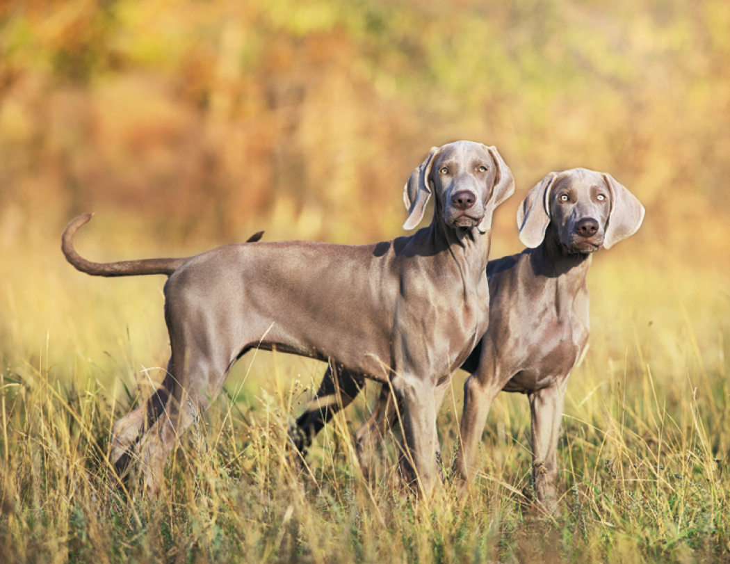 Good Value™ Sporting Dogs - Stapled Calendar 51