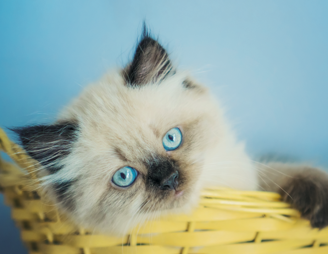 HotLine® Products Four Paws Appointment Calendar - Stapled 72