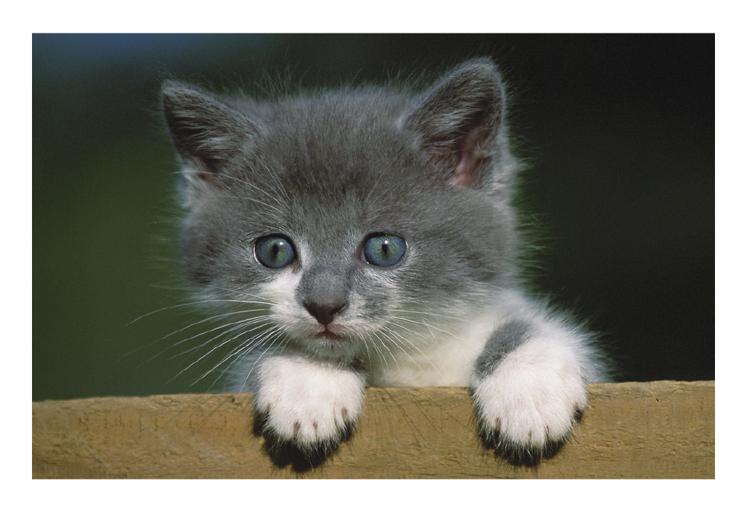 Triumph® Calendars Puppies & Kittens Pocket Calendar 29