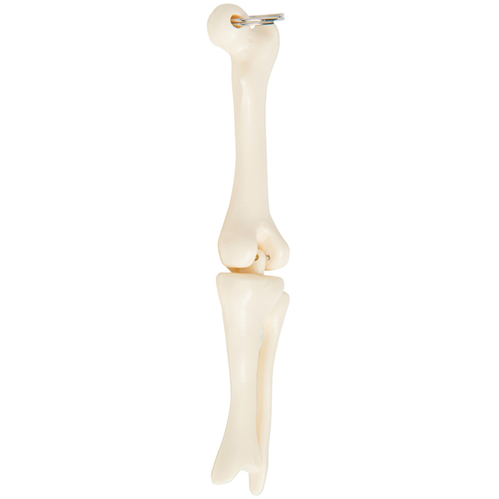Knee Joint Bone Keyring 6