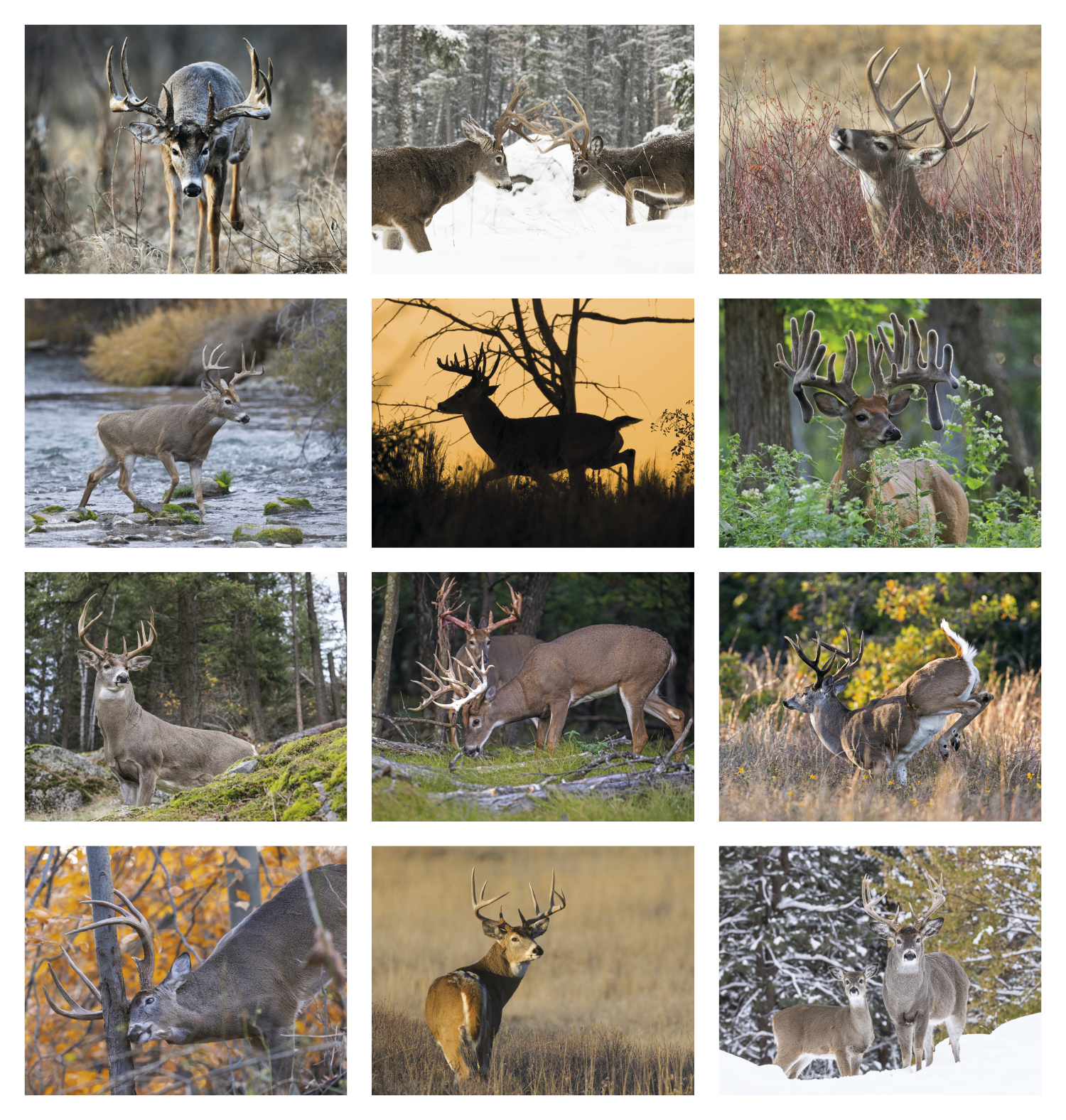 HotLine® Products Trophy Whitetail Deer Appointment Calendar - Stapled 2