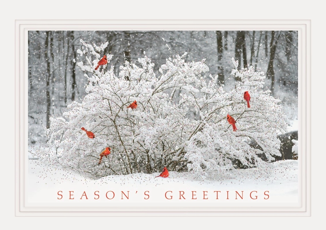 Winter Perch Holiday Cards 1