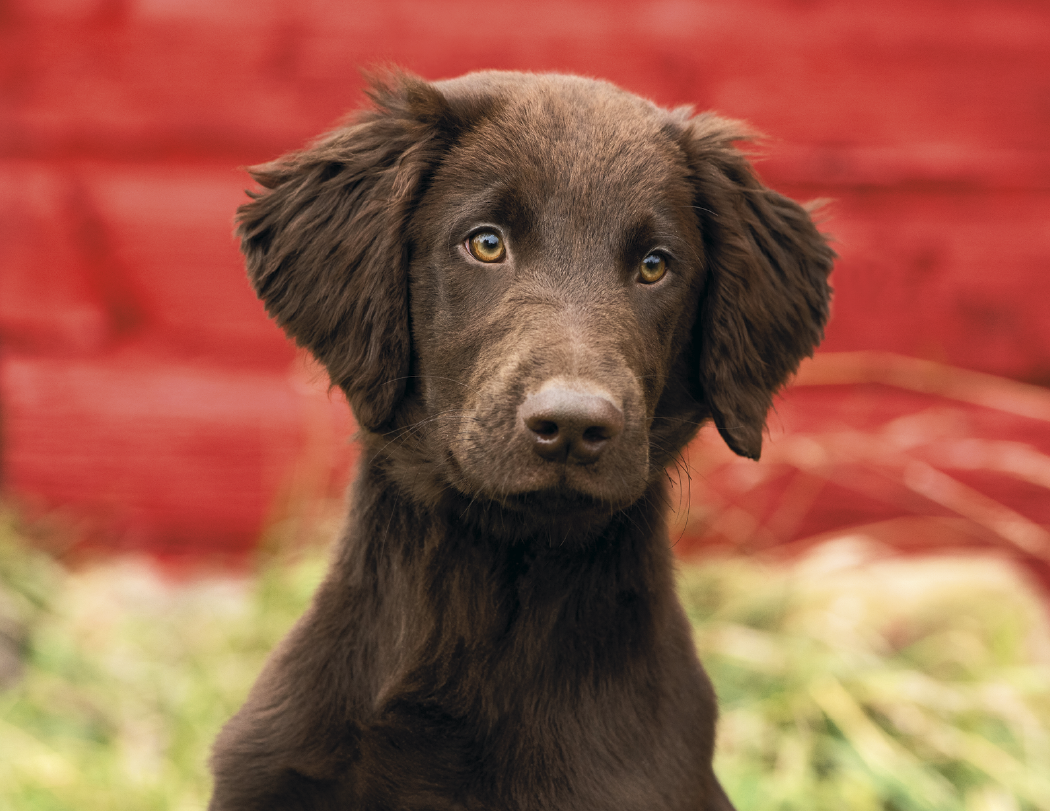 Good Value™ Puppies & Kittens - Window Calendar 25