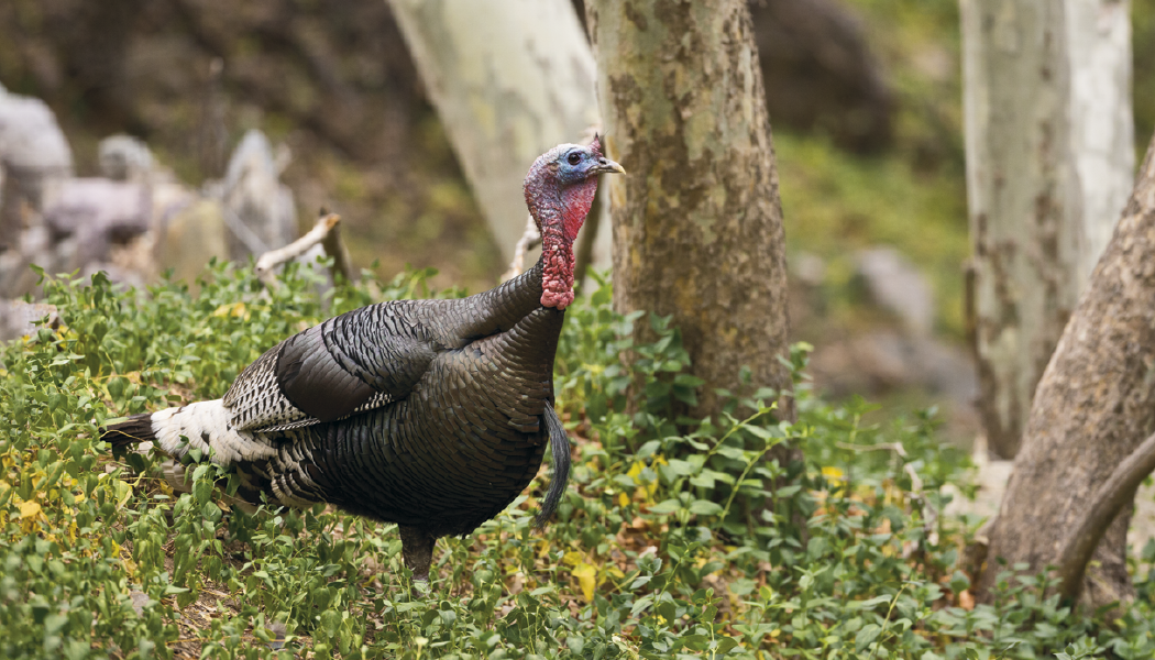 Triumph® Calendars Wildlife Calendar 10