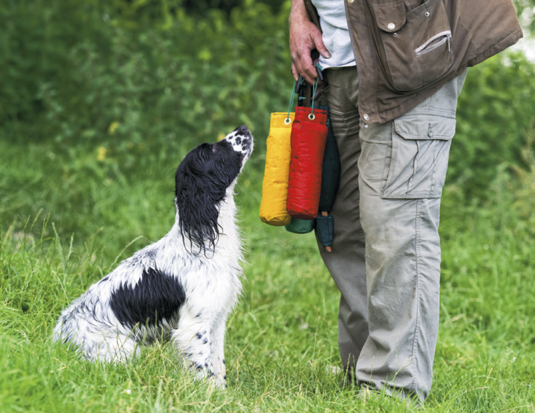 Good Value™ Sporting Dogs - Stapled Calendar 49