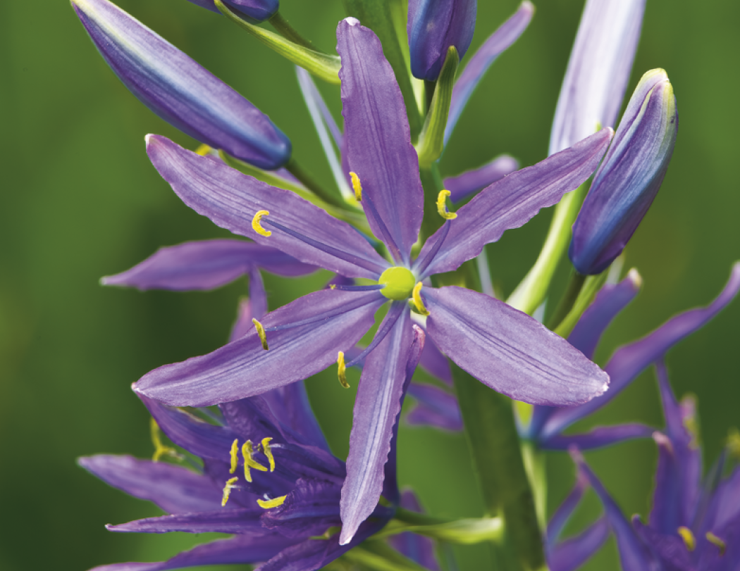Good Value™ Flowers - Spiral Calendar 34