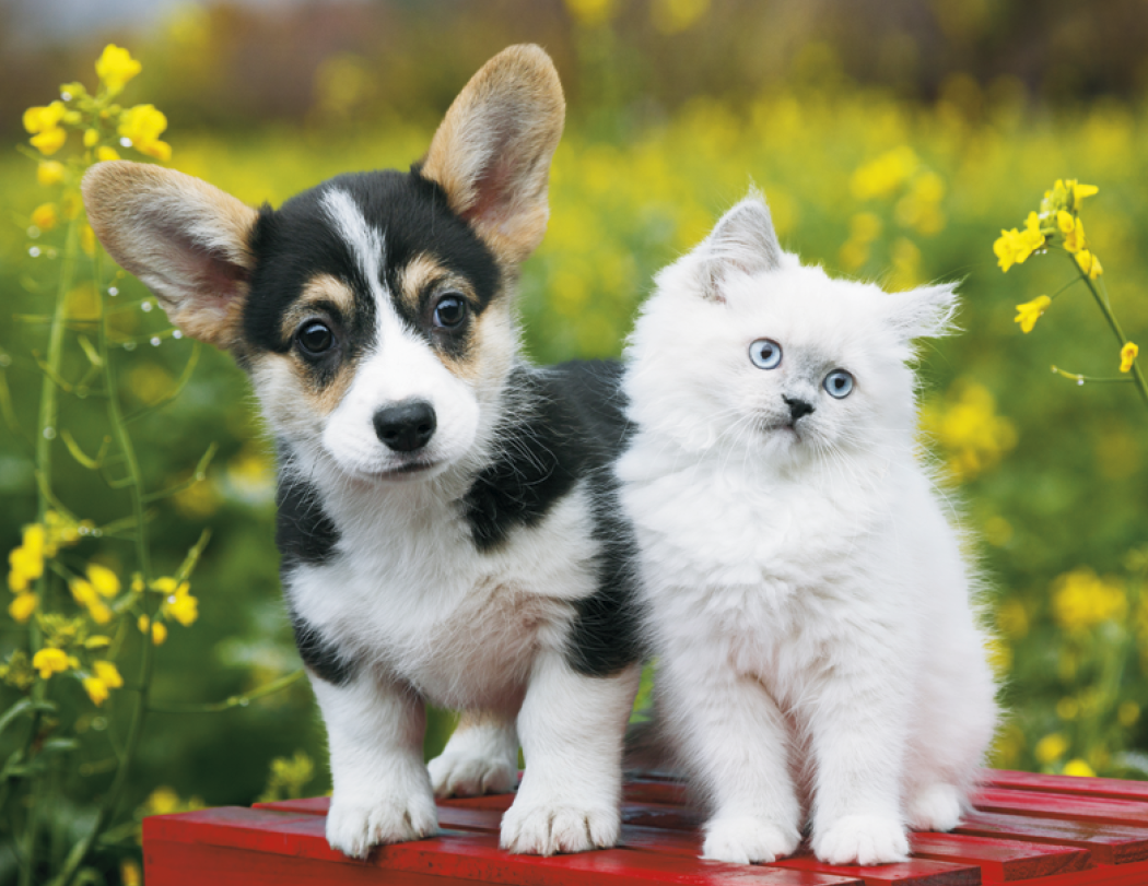 Good Value™ Puppies & Kittens - Spiral Calendar 18