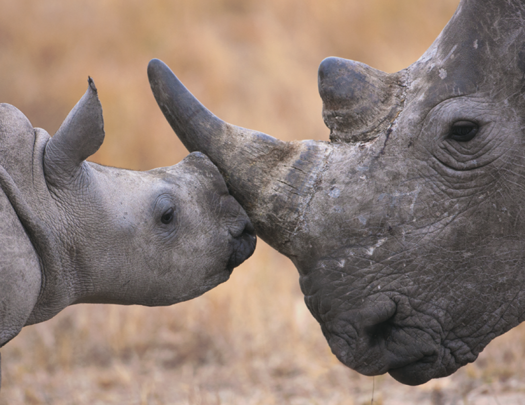 HotLine® Products Animal Babies Appointment Calendar - Stapled 19